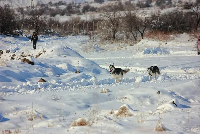 Man sollte genau hinschauen – manche Hunde, etwa Huskys oder Malamuten, sehen Wölfen ähnlich. | Foto: pixaby