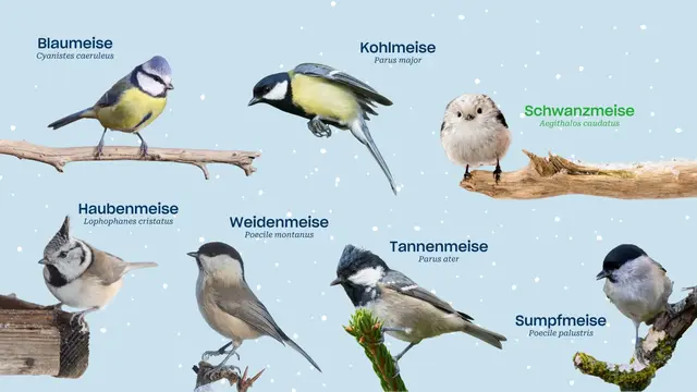 Viele unterschiedliche Arten, eine Vogelfamilie: Meisen | Foto: BirdLife
