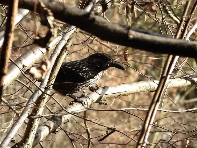 Zum Jahresende hat sich der Tannenhäher zu meiner Überraschung ganz in meiner Nähe niedergelassen. Ein freudiger Abschluss meiner Wanderung.