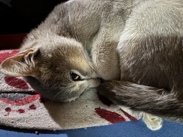 Hauskatze Surri.