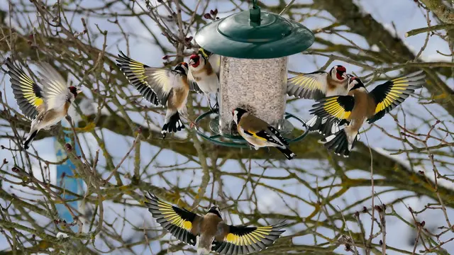 Stieglitze am Futterhaus | Foto: Manfred Polansky