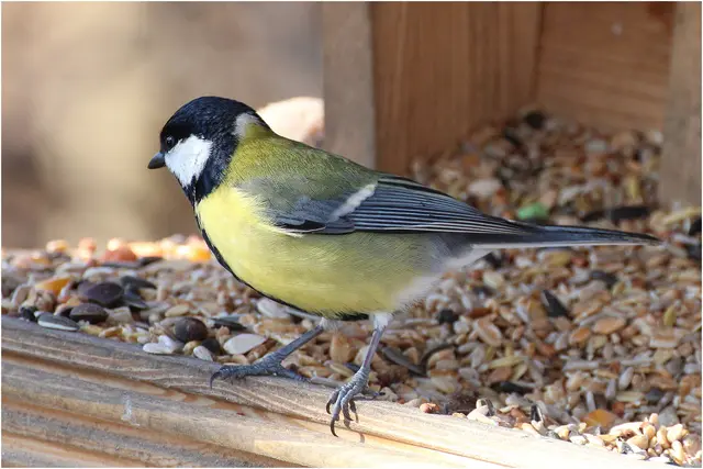 Eine Kohlmeise in der Salzburger Au. Die Kohlmeise kommt in Wäldern und in Salzburger Gärten vor. 