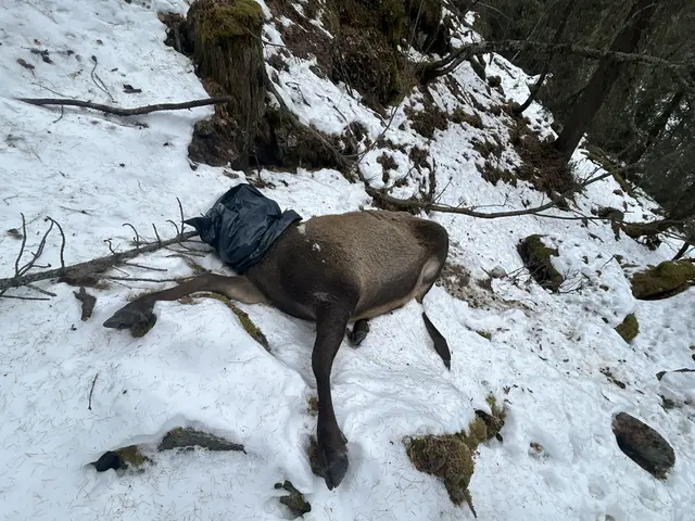 Die Polizei sucht Zeugen: in Ochsengarten neben der Kühtaierstraße wurde ein Hirsch mit abgetrenntem Haupt aufgefunden.  | Foto: LPD Tirol