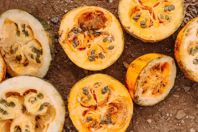 Kürbisse haben in der Steiermark einen hohen Wert, wird doch daraus das original steirische Kürbiskernöl hergestellt.  | Foto: LK Steiermark/Nadja Fuchs