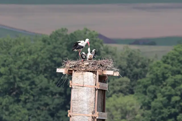 Altvogel füttert jungen Weißstorch; © K. Kaiser