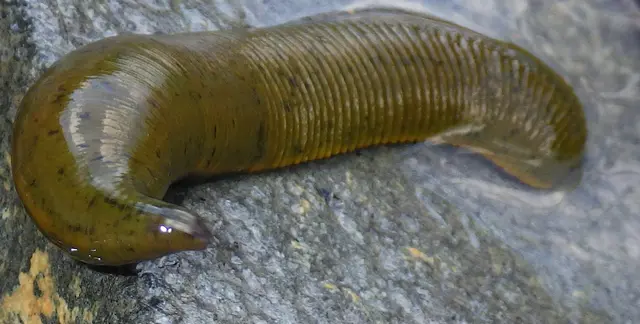 Ein harmloses Wesen - der Pferdeegel! | Foto: W. Preitler