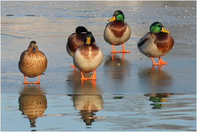 ...hat die hübsche Stockentendame am Weiher 