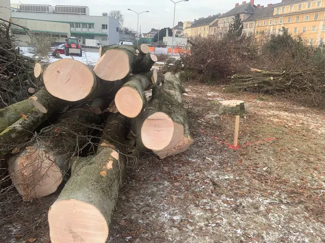 Grund für die Rodungen ist der Bau des Kinderzentrums am Gelände des JKU Med Campus.  | Foto: Baumrettungsinitiative Linz