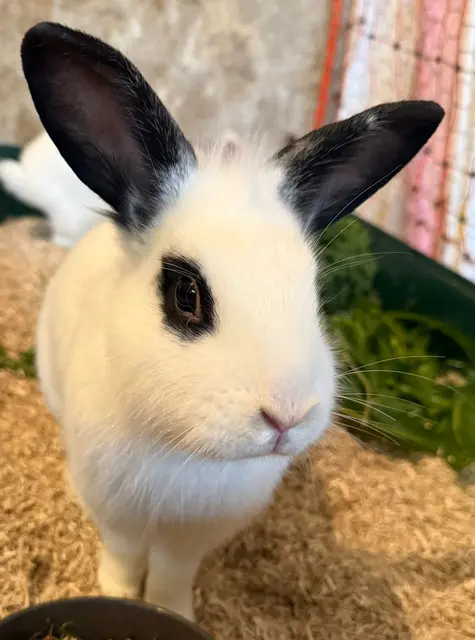 Kaninchen Dot

Geschlecht: weiblich
Geburtsdatum: ca. 2023
Gewicht: ca. 2 kg

Kontakt: 0676/4178874

Sucht ein artgerechtes Zuhause bei vorhanden Kaninchen oder mit einem unsere anderen Schützlingen. | Foto: Tullner Pfotenhilfe