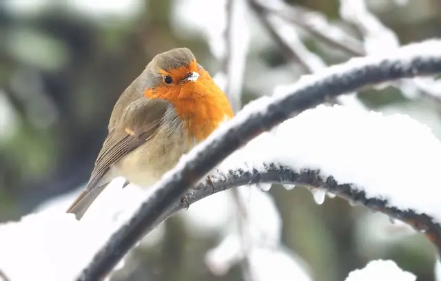 Rotkehlchen. | Foto: Elfriede Lungenschmied