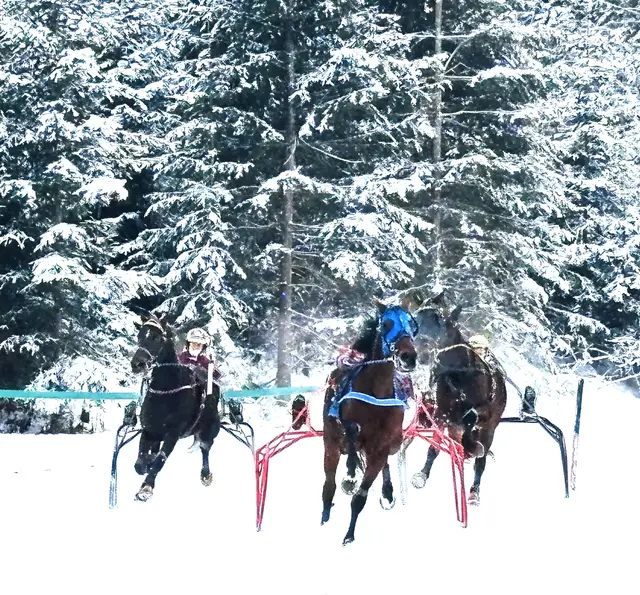 Action auf der Trabrennbahn beim Gut Kramerhof. | Foto: Nikolaus Kogler