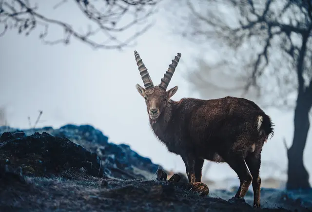 Wächter der Berge | Foto: Erkan Aybek