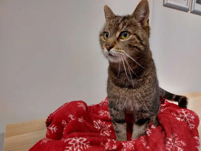 Lilly | Foto: Pfotenhilfe Lochen