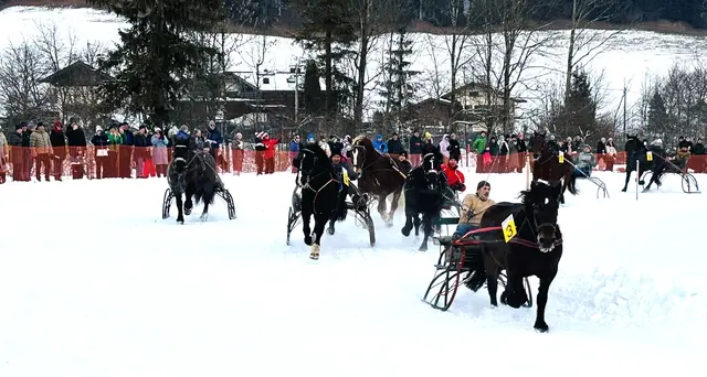 Auch ein Norikerfahren stand am Programm. | Foto: Nikolaus Kogler