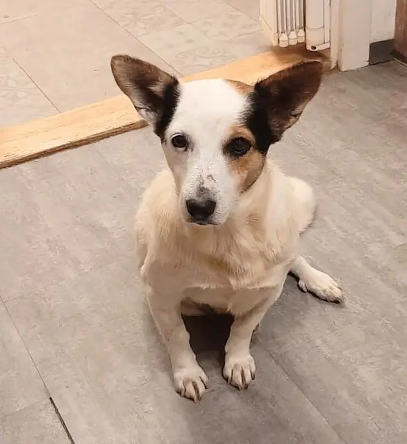 Die kleine, dreifärbige Bogi, 5-7 Jahre, muss ebenfalls noch viel lernen und sucht ein ruhiges Zuhause.
Beide sind mit anderen Hunden sehr gut verträglich. 
Kontakt: 0699/11287394 | Foto: Tullner Pfotenhilfe