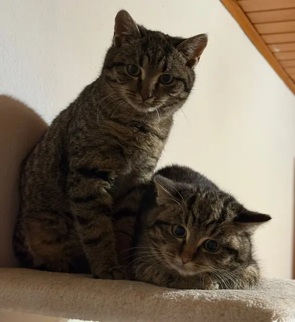 Shahrukh, Shayan &amp; Sharu

Geschlecht: männlich
Geburtsdatum: ca. Mitte September 25
Kontakt: 0676/4178874

Noch schüchtern, suchen zusammen oder zu einer bereits vorhandenen Katze einzeln ein Zuhause. | Foto: Tullner Pfotenhilfe