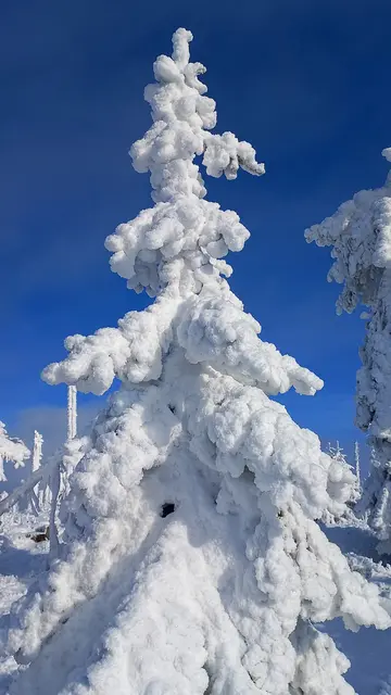 Im Schnee und Eis gefangen