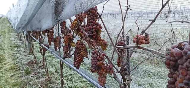 Eisweinernte: Perfekte Bedingungen zur richtigen Zeit | Foto: Weingut Hafner