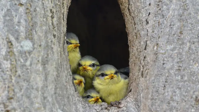 Meisen und Kleiber nisten bevorzugt in Baumhöhlen. | Foto: Adobe Stock