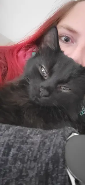 Das ist Molly. Sie wird schmerzlich vermisst. Wer hat die Katze gesehen? | Foto: privat