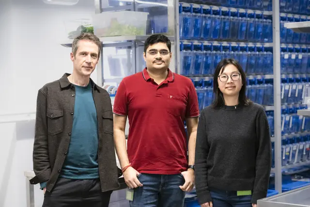 Das ISTA Forschungsteam: Carl-Philipp Heisenberg mit Nikhil Mishra und Yuting Irene Li. Nicht im Bild: Edouard Hannezo. | Foto: ISTA