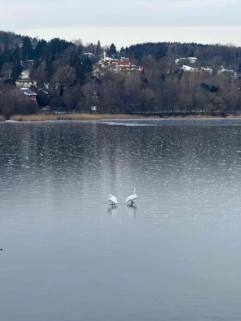 Die Schwäne am Wienerwaldsee | Foto: FF Purkersdorf