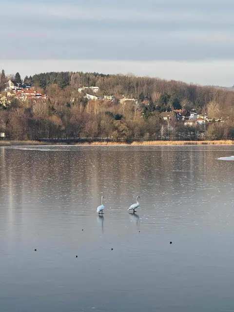 Fehlalarm: Die Schwäne auf dem Wienerwaldsee waren nicht angefroren | Foto: FF Purkersdorf