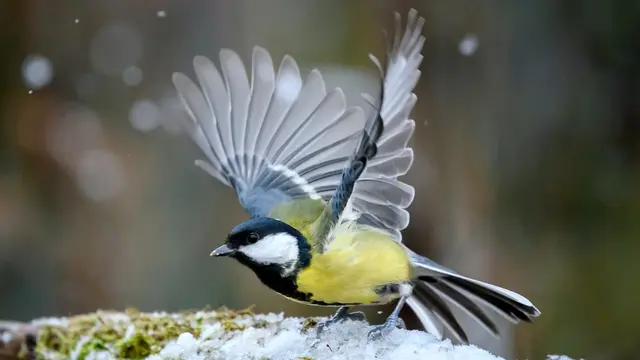 Die Kohlmeise ist erneut auf dem besten Wege, sich den ersten Platz des am häufigsten gesichteten Wintervogels zu sichern. | Foto: Susanne Wunn