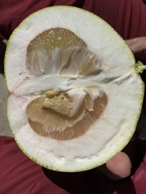 Frisch gepflückte Pomelo - Pampelmuse. | Foto: Astrid Wieser