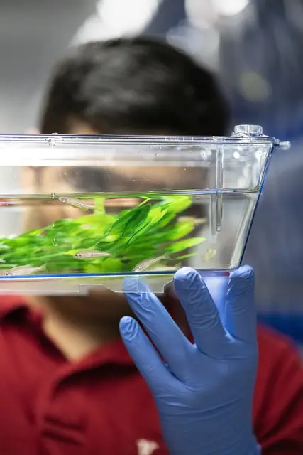 Hier ist der kleine Fisch! | Foto: ISTA