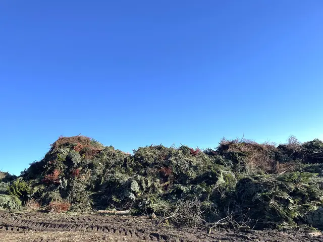 Die alten Christbäume werden kompostiert. Wichtig ist daher, dass sie völlig vom Schmuck befreit sind.  | Foto: MeinBezirk/Seebacher