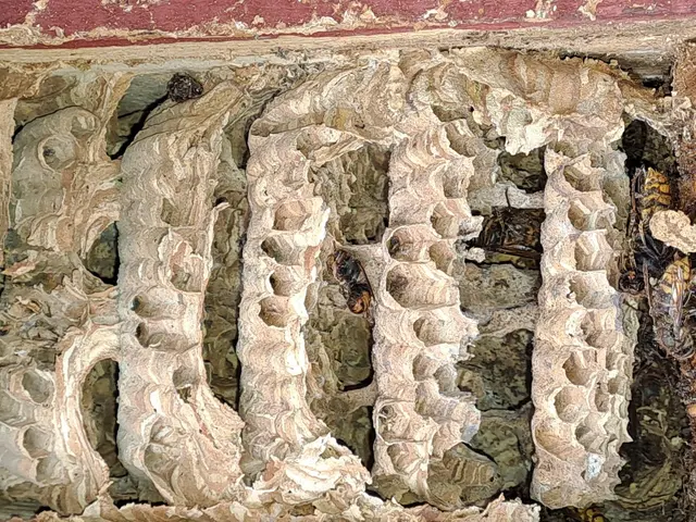 Hornissen im Nistkasten: Bei den Hornissen überleben nur die jungen Königinnen in einem frostsicheren Unterschlupf (z.B. Mauseloch) den Winter. Das übrige Volk stirbt spätestens beim ersten Frost. Die junge Königin kommt Ende April bis Mitte Mai hervor, baut die ersten 10-20 Waben selbst und legt die Eier hinein. Erst wenn die daraus geschlüpften Arbeiterinnen arbeitsfähig sind, bleibt sie im Nest. „Bei unseren vorgefundenen Waben sind alle Hornissen geschlüpft und ausgeflogen“, sagt Josef Haberl.   | Foto: privat