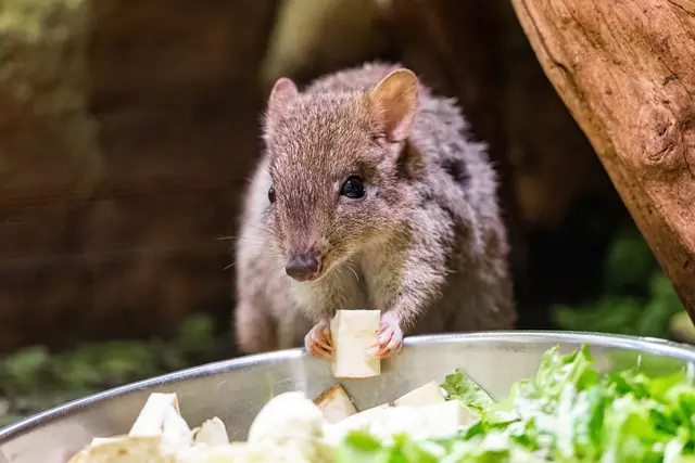Bürstenschwanz-Rattenkängurus gelten als stark vom Aussterben bedroht.  | Foto: Haus des Meeres