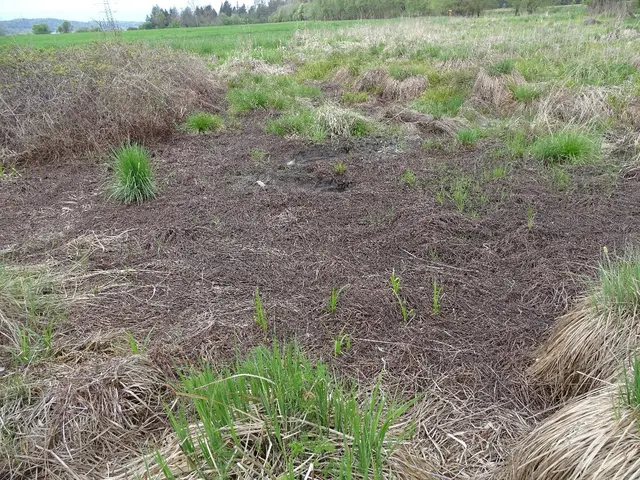 Moortrieschl mit wenig Wasser | Foto: privat