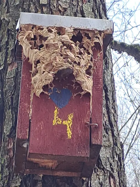 Von Hornissen bewohnter Nistkasten | Foto: privat