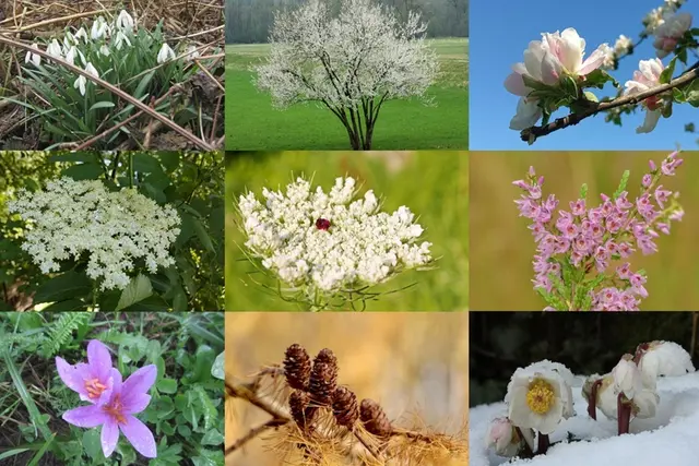 © J. Kropfberger; J. Limberger, R. Jagersberger &amp; A. Meyer/Pixabay