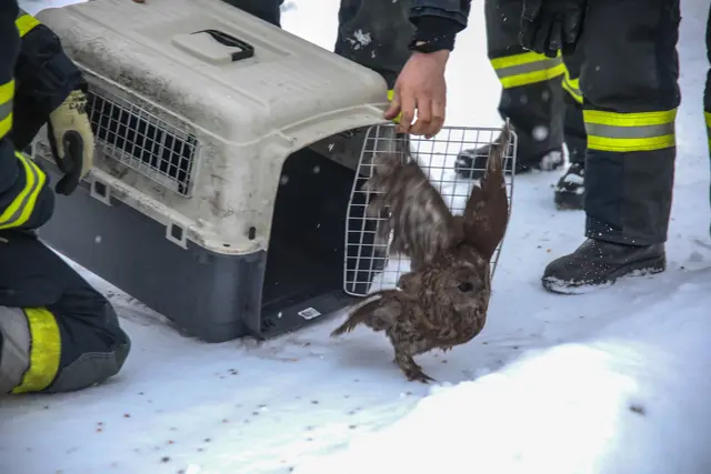 Der Kauz konnte rasch aus dem Kamin gerettet und wieder in die Freiheit entlassen werden. | Foto: laumat.at/Christian Schürrer