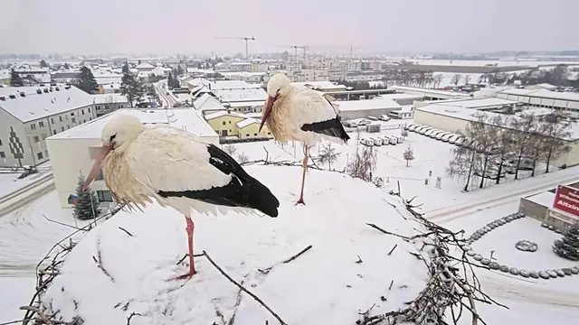 Bild von der ÖBB-Storchenkamera beim Bahnhof in Perg. | Foto: ÖBB