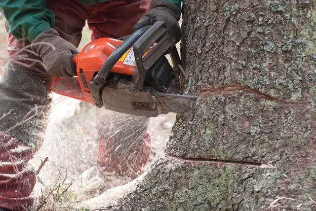 Das Forstunternehmen Team Falkner GmbH ist insolvent.  | Foto: Smarterpix/Daniel Nimmervoll