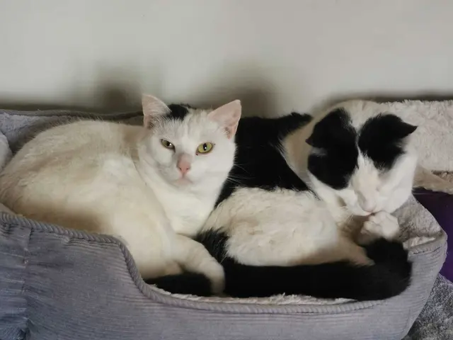 GINGER &amp; TIMIDA

Geschlecht: weiblich
Geburtsdatum: 2022
Kontakt: 0664/4461515

Die beiden Katzendamen kamen schon vor längerer Zeit mit ihren Babys zu uns.

Die Kleinen sind schon lange ausgezogen und fast erwachsen.
Für die beiden Mamis, die gerne zusammen bleiben möchten, hat sich bis heute leider kein Zuhause gefunden.
Timida und Ginger suchen eine Familie wo Ruhe und Geduld an der Tagesordnung stehen und sie die nötige Zeit zum Einleben bekommen! | Foto: Pfotenhilfe Tulln