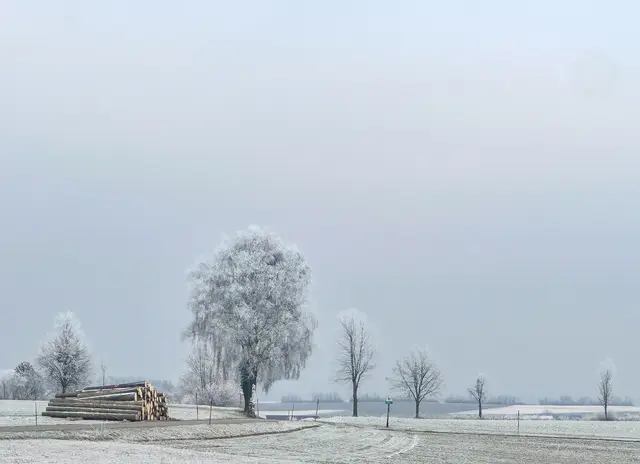 Frostig schöne Grüße aus dem unteren Mühlviertel von Julia Eisterer aus Ried in der Riedmark | Foto: Julia Eisterer