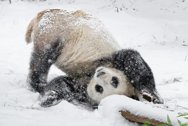 Die Großen Pandas im Tiergarten Schönbrunn toben im Schnee. | Foto: Daniel Zupanc