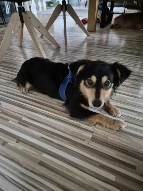 Vasile
Geschlecht:          Rüde 
Geburtsdatum:     5.12.2022
Rasse:                  Mischling
Gewicht:               9,5 kg   
Kontakt:               0699/11287394

Vasile wurde in Rumänien am Straßenrand einfach herzlos ausgesetzt. 

Der liebe, anhängliche Mischlingsrüde ist mit anderen Hunde sehr gut verträglich und mag auch Katzen. Er liebt alle Menschen und mag auch Kinder. Er ist noch sehr verspielt, Auto fahren ist auch kein Problem und die Leine hat er ebenfalls schon kennen gelernt.
Vasile sucht ein Für-immer-Zuhause! Wo sind seine Menschen? | Foto: Pfotenhilfe Tulln