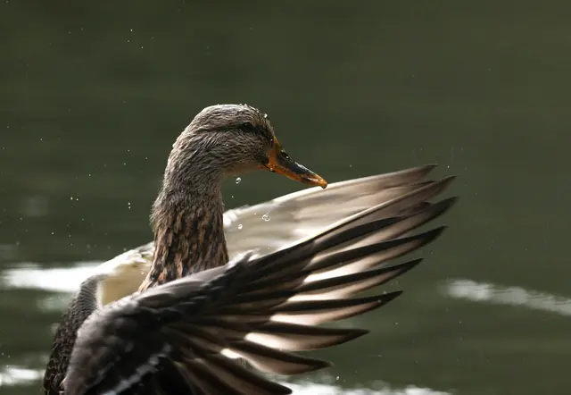 In den kommenden Jahren wird über eine Million Euro in den Welser Tiergarten investiert – Baubeginn im April. | Foto: Rammerstorfer