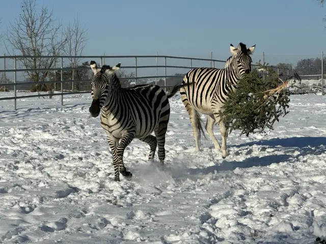 Die Zebras spielen vergnügt mit den Christbäumen. | Foto: Tiergarten Walding