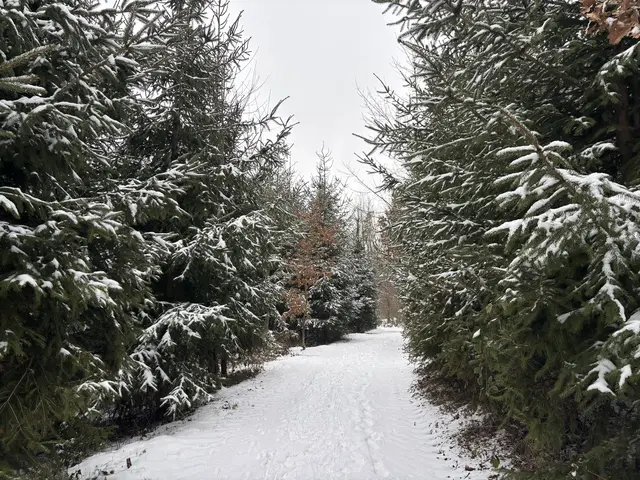 In Perg am 10. Jänner | Foto: MeinBezirk Perg