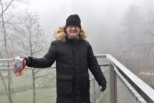 "Geburtstagskind" Helmut Widhalm aus Steinakirchen am Forst bei der Fütterung der Wölfe | Foto: Herbert Stoschek/Tierpark Stadt Haag