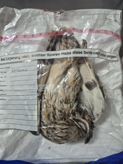 Waldohreule fertig zur Untersuchung | Foto: BirdLife Österreich