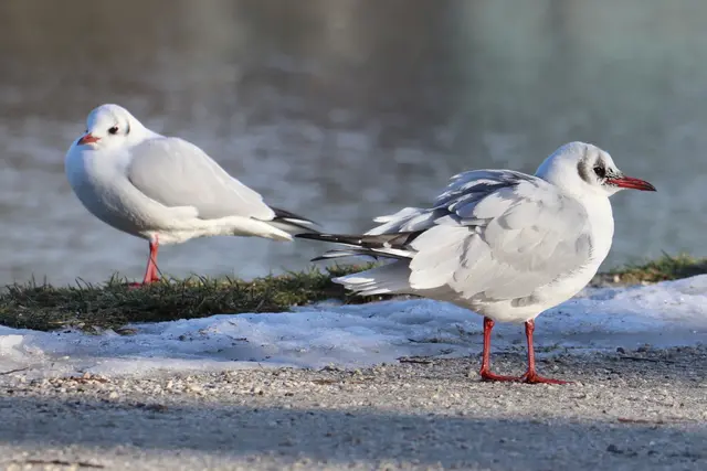 ....schön langsam sind sie aufgewacht und die Flügel werden in Stellung gebracht...