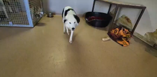 Foto: Tierheim Ternitz